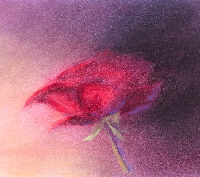 A Red rose